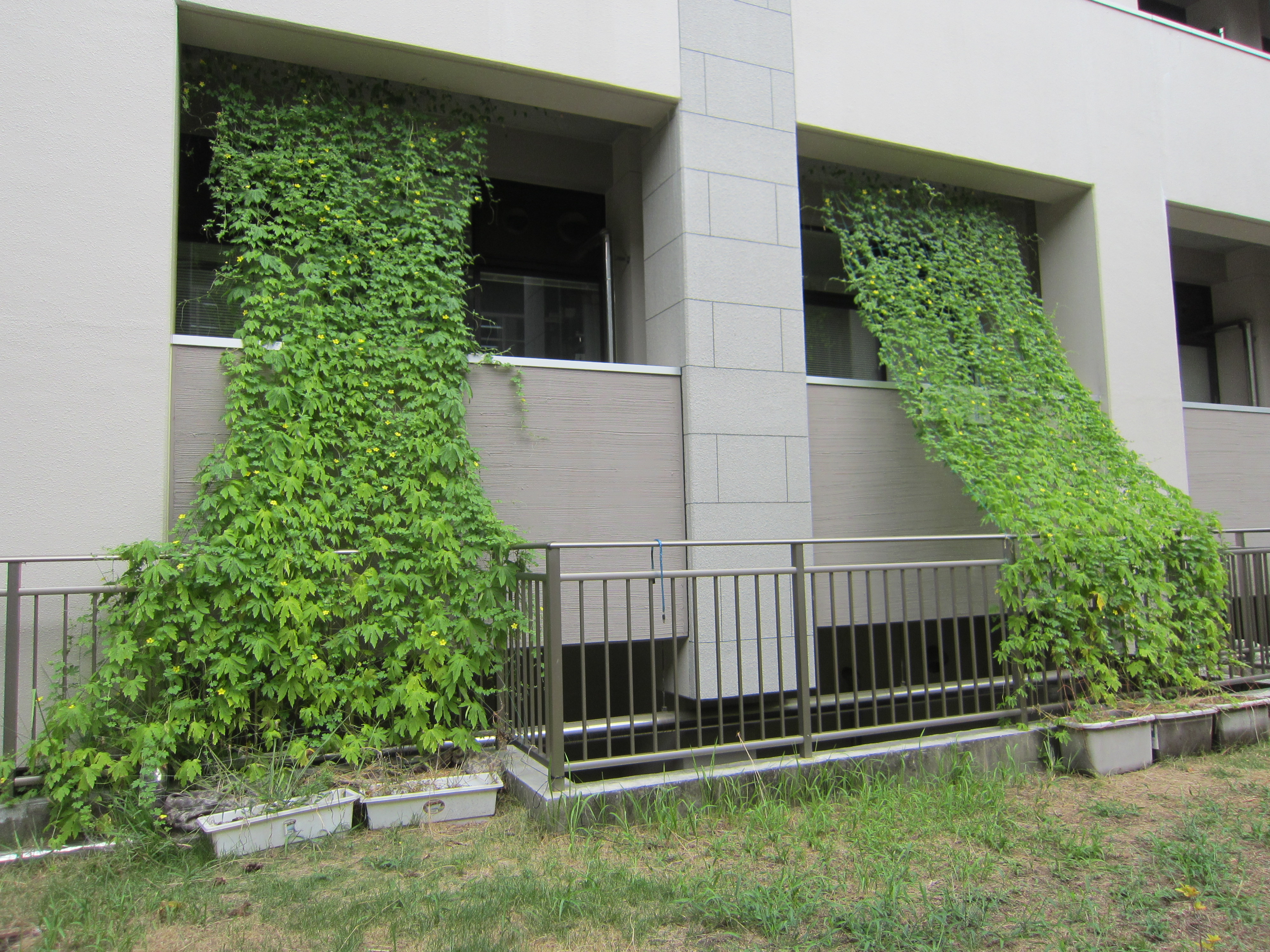ゴーヤのグリーンカーテン栽培実験中 エコ るど京大 京都大学 環境エネルギー管理情報サイト