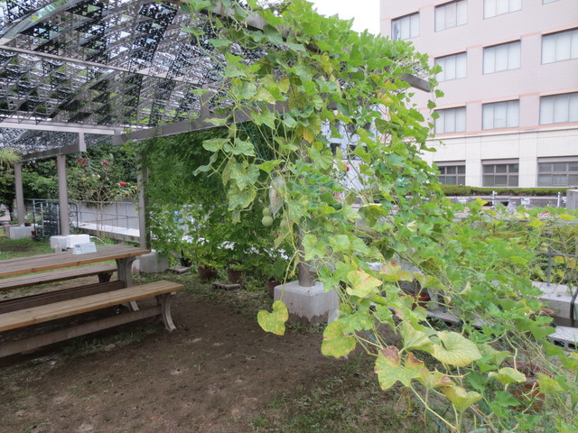 ひょうたんのグリーンカーテンと実のオブジェ エコ るど京大 京都大学 環境エネルギー管理情報サイト